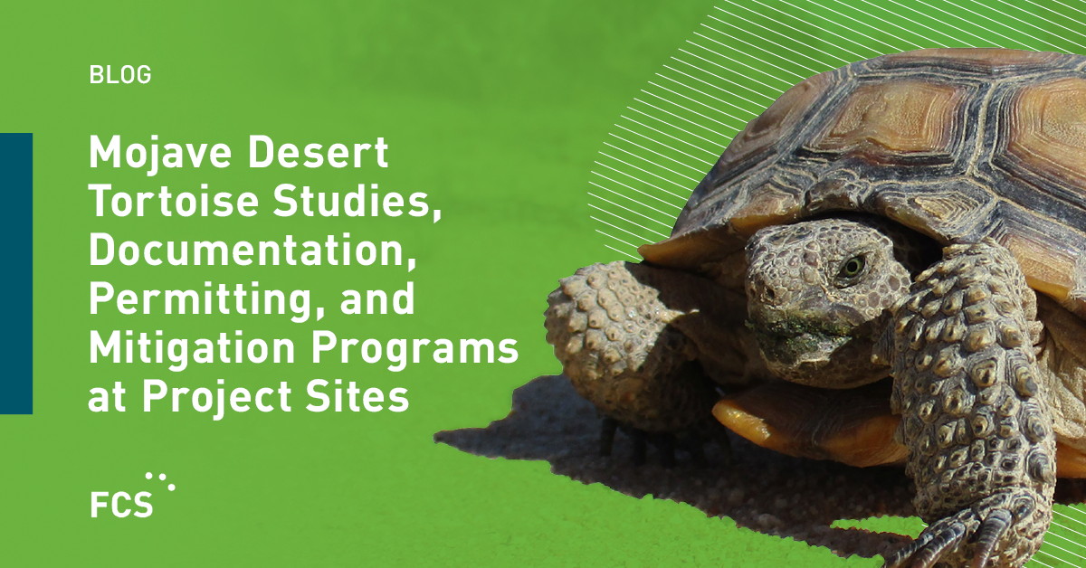 Mojave Desert Tortoise Studies, Documentation, Permitting, and Mitigation Programs at Project Sites thumbnail