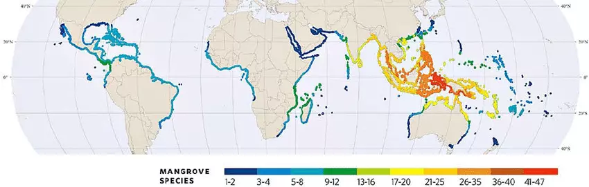 world map of magrove distribution deltares 2014