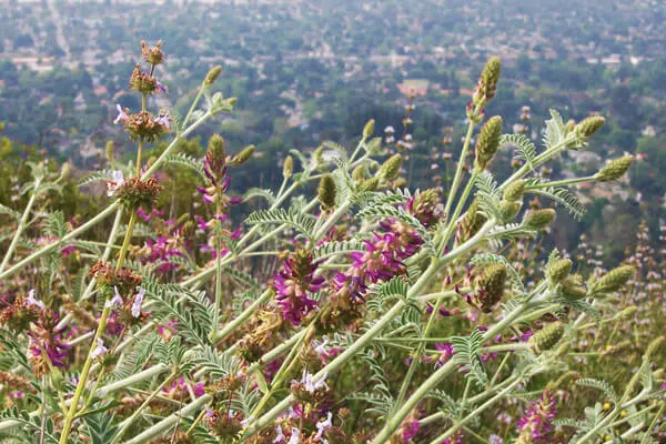 Lang Ranch Sapwi Trails Community Park Project IS/MND and Regulatory Permitting for the Conejo Recreation and Park District image